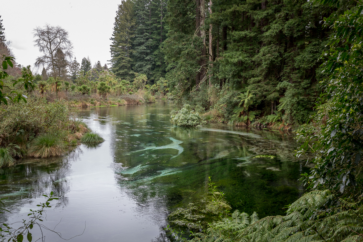 Hamurana Springs New Zealand