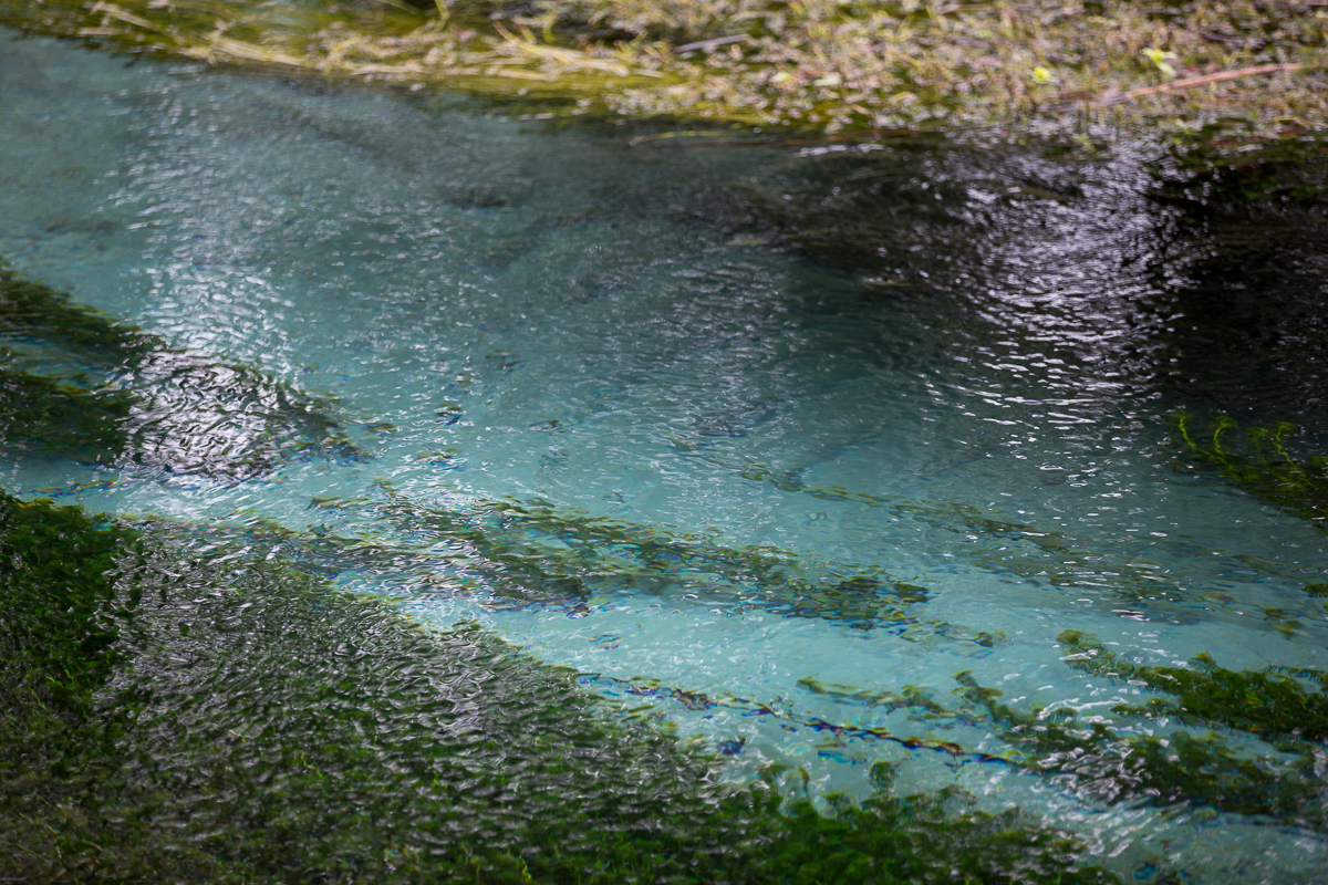 Hamurana Springs New Zealand